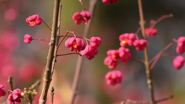 502052 - Hamilton's spindle tree (Euonymus hamiltonianus)