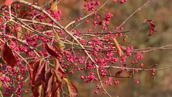 502053 - Hamilton's spindle tree (Euonymus hamiltonianus)