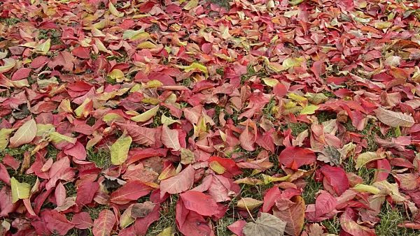 513126 - Hamilton's spindle tree (Euonymus hamiltonianus)