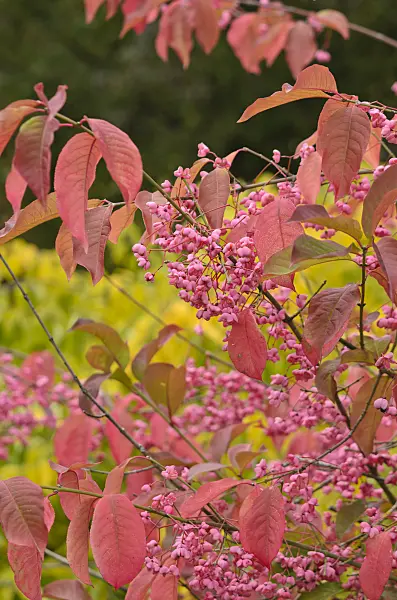 549151 - Hamilton's spindle tree (Euonymus hamiltonianus)