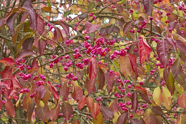 549189 - Hamilton's spindle tree (Euonymus hamiltonianus)