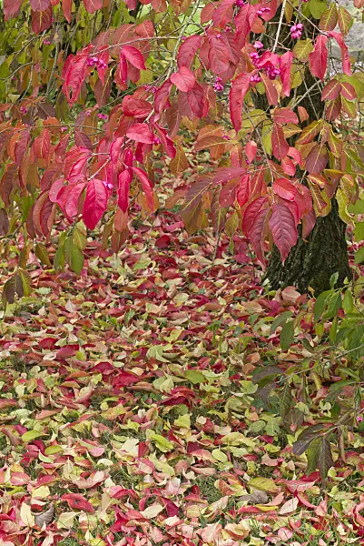 562011 - Hamilton's spindle tree (Euonymus hamiltonianus)