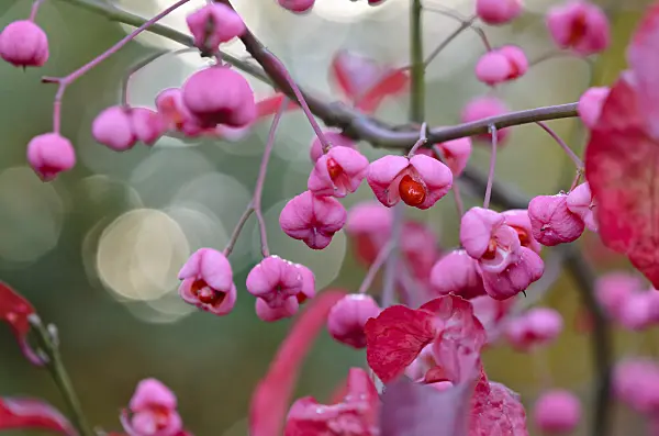 525368 - Hamilton's spindle tree (Euonymus hamiltonianus 'Indian Summer')