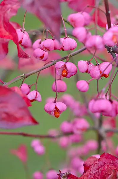 525369 - Hamilton's spindle tree (Euonymus hamiltonianus 'Indian Summer')