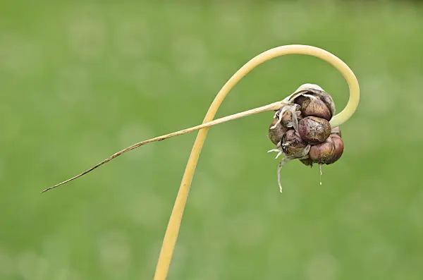 534466 - Hardneck garlic (Allium sativum var. ophioscordon)