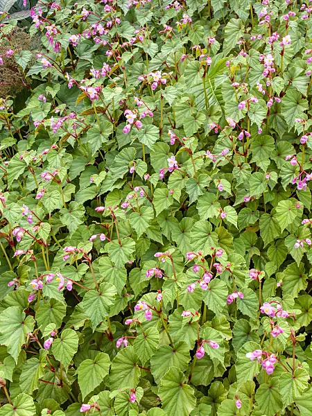 452204 - Hardy begonia (Begonia grandis)