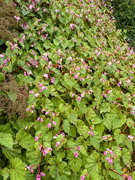 452205 - Hardy begonia (Begonia grandis)