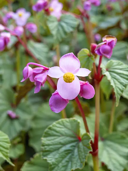 452206 - Hardy begonia (Begonia grandis)