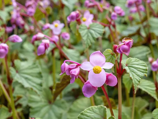 452207 - Hardy begonia (Begonia grandis)