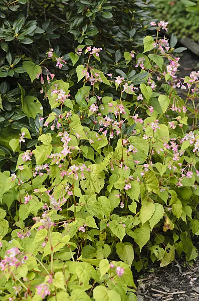 535449 - Hardy begonia (Begonia grandis)