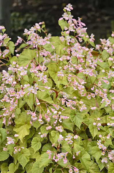 536017 - Hardy begonia (Begonia sinensis)