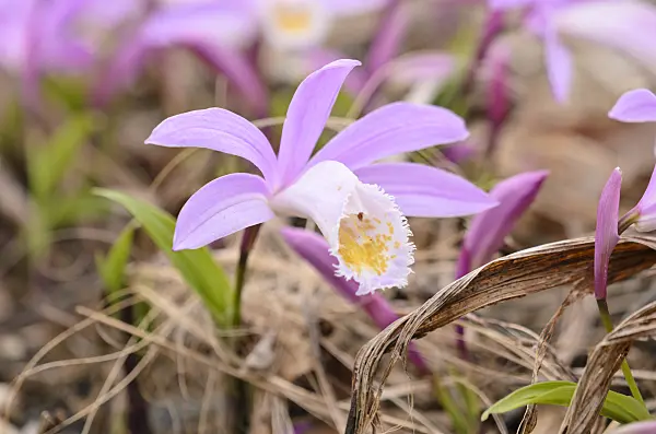 531142 - Hardy Chinese orchid (Pleione)