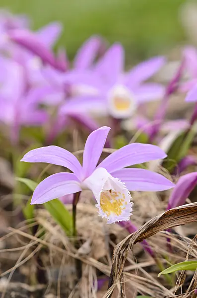 531143 - Hardy Chinese orchid (Pleione)