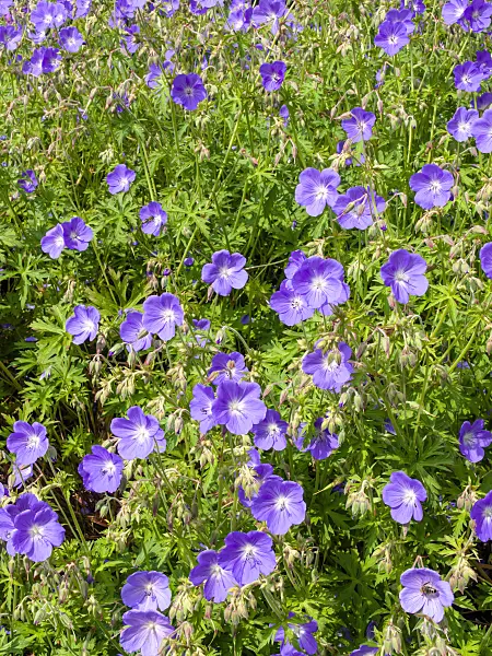 426110 - Hardy cranesbill (Geranium himalayense 'Irish Blue')