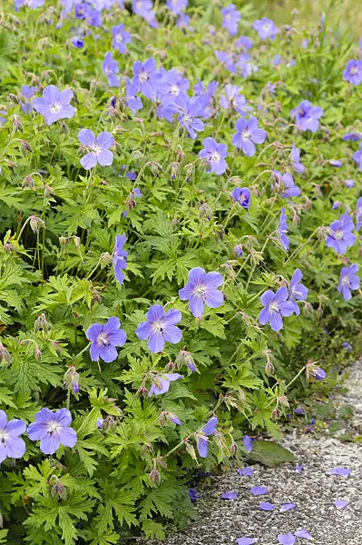 484252 - Hardy cranesbill (Geranium himalayense 'Johnson's Blue')