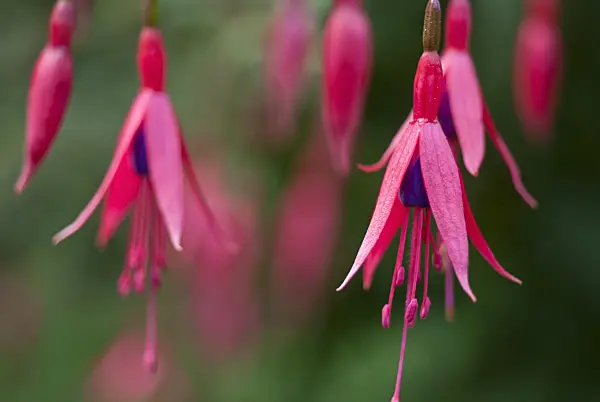 511340 - Hardy fuchsia (Fuchsia magellanica)