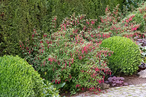 664149 - Hardy fuchsia (Fuchsia magellanica 'Riccartonii')
