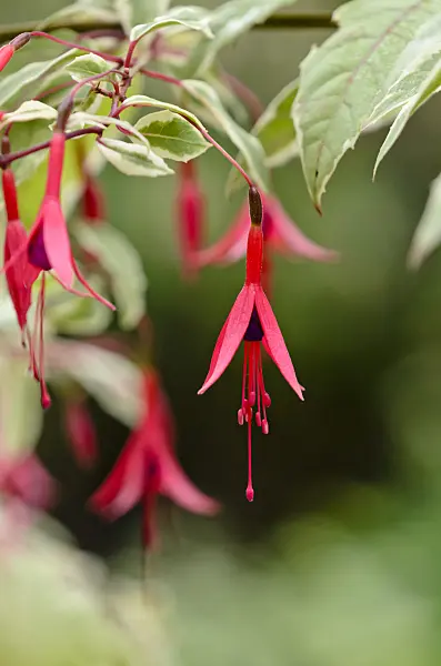 572016 - Hardy fuchsia (Fuchsia magellanica 'Variegata')