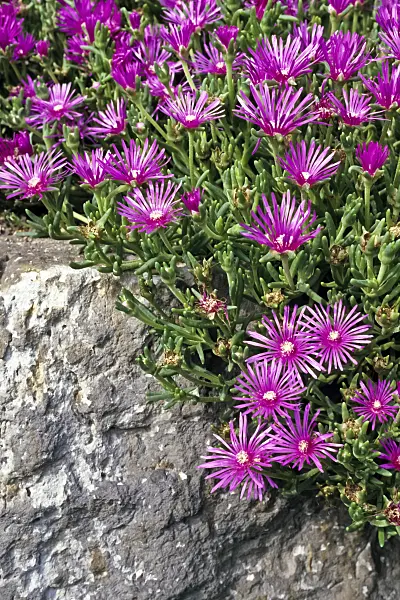 366077 - Hardy ice plant (Delosperma cooperi)