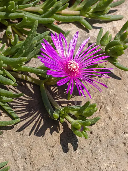 403056 - Hardy ice plant (Delosperma cooperi)