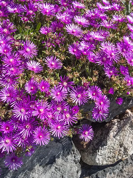 414095 - Hardy ice plant (Delosperma cooperi)