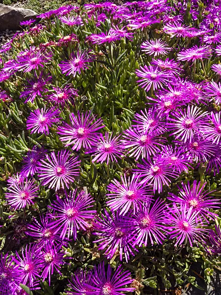 461145 - Hardy ice plant (Delosperma cooperi)