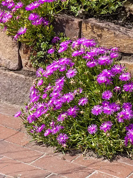 462112 - Hardy ice plant (Delosperma cooperi)