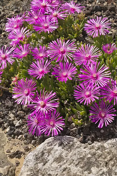558318 - Hardy ice plant (Delosperma cooperi)