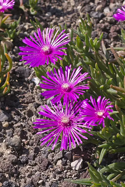 573017 - Hardy ice plant (Delosperma cooperi)