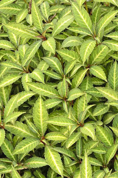 533315 - Hardy impatiens (Impatiens omeiana)