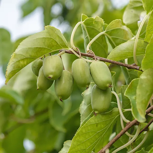 547059 - Hardy kiwi (Actinidia arguta 'Ambrosia')
