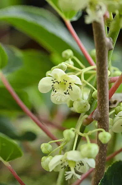 521095 - Hardy kiwi (Actinidia arguta 'Bojnice')