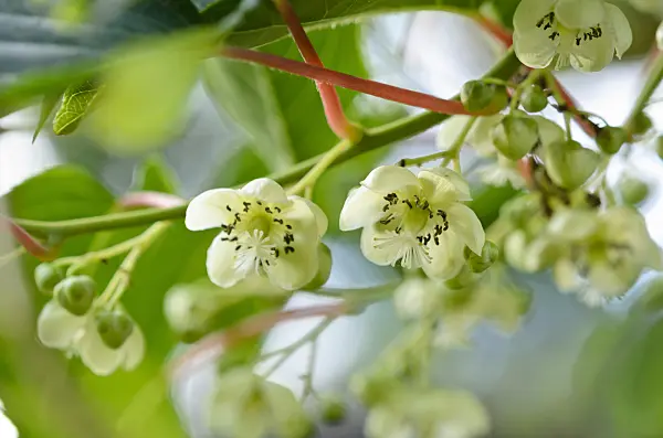 521096 - Hardy kiwi (Actinidia arguta 'Bojnice')