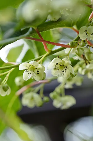 521097 - Hardy kiwi (Actinidia arguta 'Bojnice')