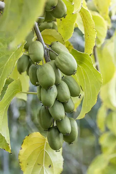 638021 - Hardy kiwi (Actinidia arguta 'Chang Bay Mountain')
