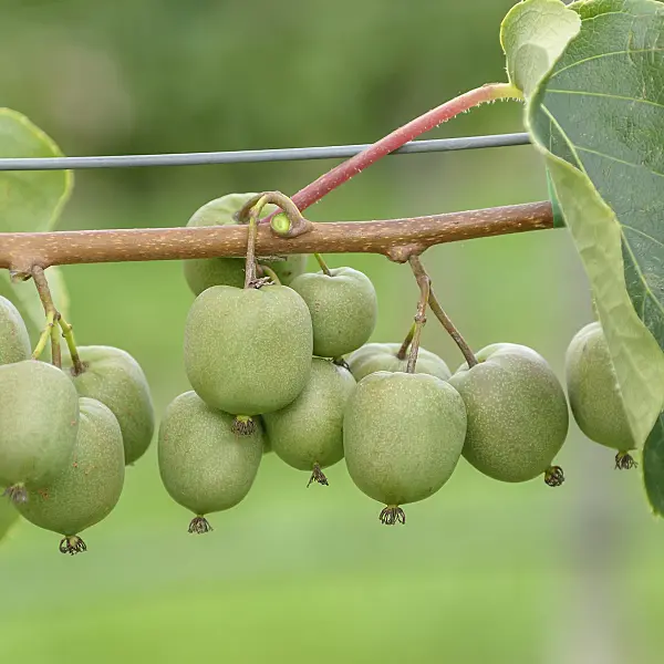 547057 - Hardy kiwi (Actinidia arguta 'Geneva')