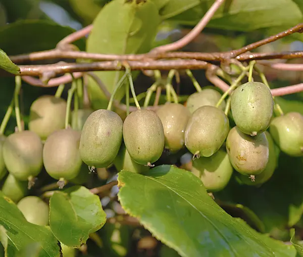 471354 - Hardy kiwi (Actinidia arguta 'Julia')