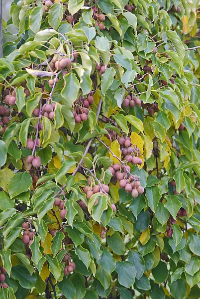 502096 - Hardy kiwi (Actinidia arguta 'Ken's Red')