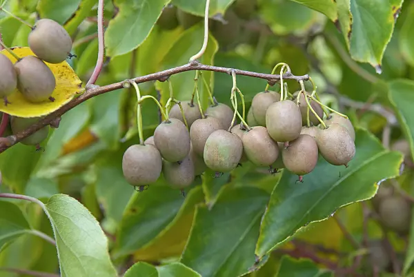 502099 - Hardy kiwi (Actinidia arguta 'Maki')