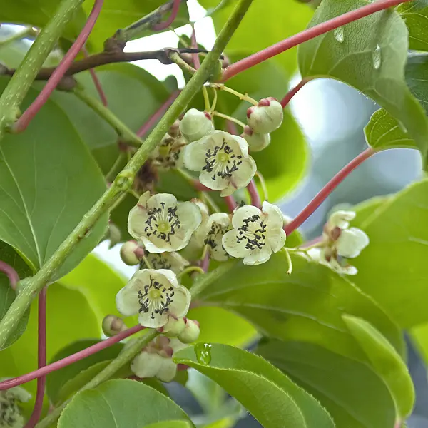 517287 - Hardy kiwi (Actinidia arguta 'Milano')
