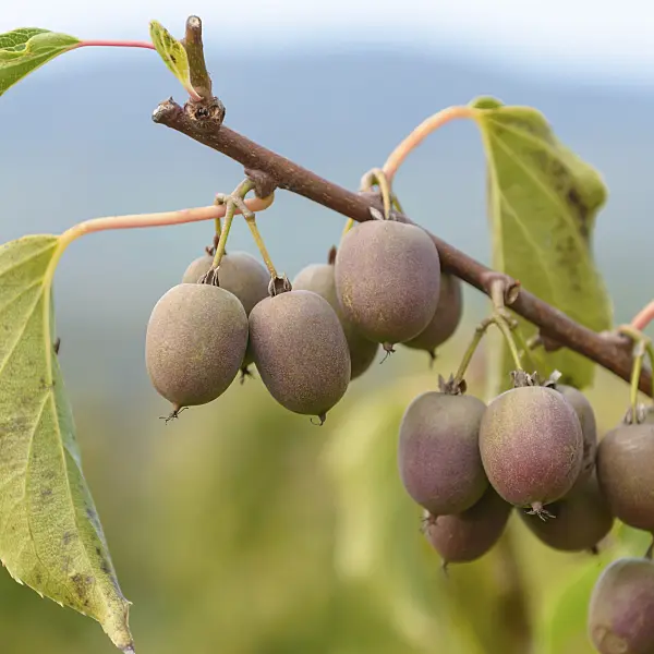 547058 - Hardy kiwi (Actinidia arguta 'Red Beauty')