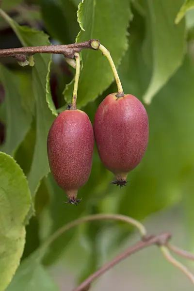 651031 - Hardy kiwi (Actinidia arguta 'Red Jumbo')