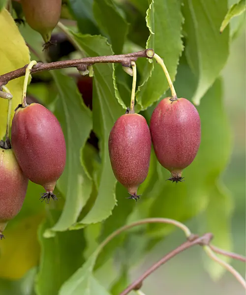651032 - Hardy kiwi (Actinidia arguta 'Red Jumbo')