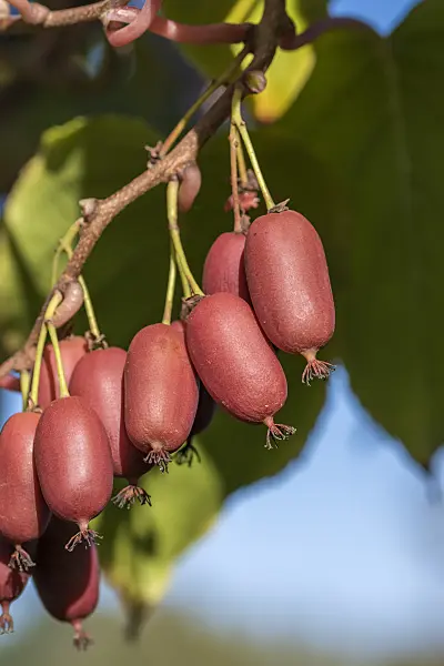 638022 - Hardy kiwi (Actinidia arguta 'Scarlet September Kiwi')