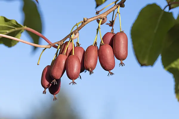 638023 - Hardy kiwi (Actinidia arguta 'Scarlet September Kiwi')