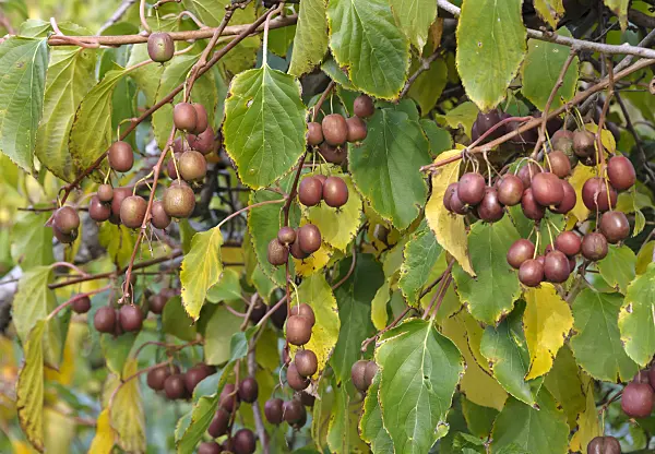 517286 - Hardy kiwi (Actinidia arguta 'Verona')