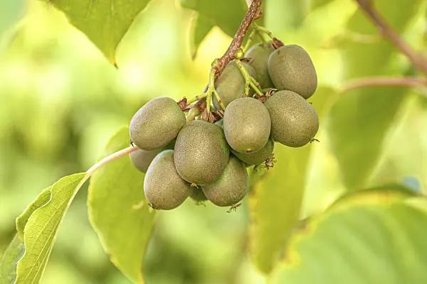 616001 - Hardy kiwi (Actinidia arguta 'Victoria')
