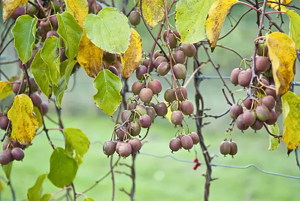 502097 - Hardy kiwi (Actinidia arguta 'Weiki')