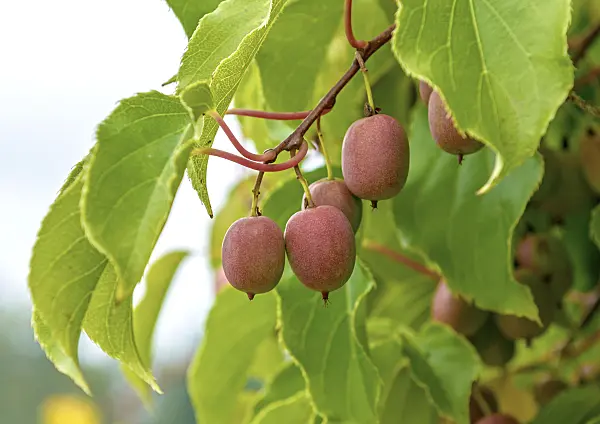 547060 - Hardy kiwi (Actinidia arguta 'Weiki')