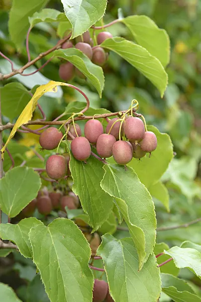 547061 - Hardy kiwi (Actinidia arguta 'Weiki')